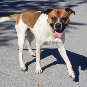 Dave, Australian Cattle Dog / Blue Heeler, adult, available for adoption