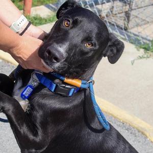 Landon, Black Labrador Retriever, young, available for adoption