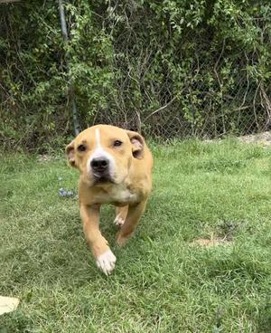 a brown and white dog running on grass