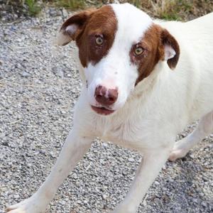 A white dog with brown patches on its head and ears, standing on a gravel surface.