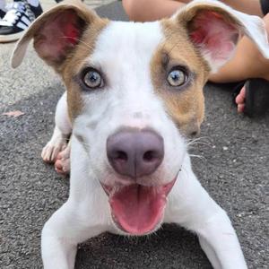 Barney, Pit Bull Terrier, puppy, available for adoption