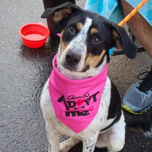 Faith, Hound, puppy, available for adoption