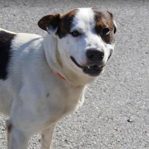 A white dog with brown patches on its head and back, wearing a red collar, standing on a gravel surface.