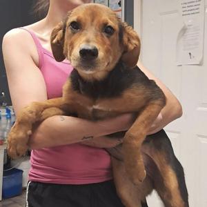 Brittany, Hound, puppy, available for adoption