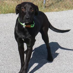 Douglas, Black Labrador Retriever, puppy, available for adoption