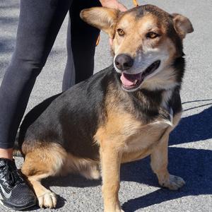 Jordan, Shepherd, adult, available for adoption