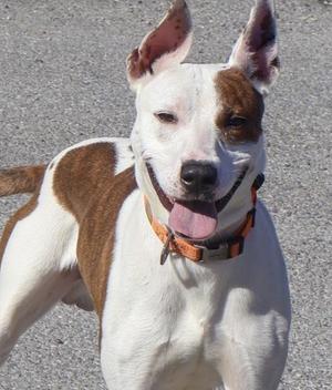 A white and brown dog with a black nose and pink tongue sticking out, wearing an orange collar, standing on a paved surface.