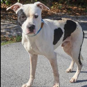a white dog with black spots standing on a paved surface