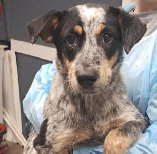 Bradley, Australian Cattle Dog / Blue Heeler, puppy, available for adoption