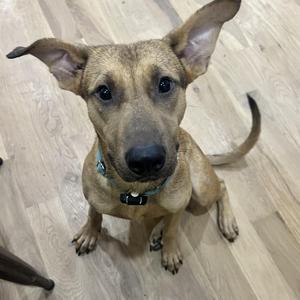 A brown dog with large ears and a black nose is sitting on a wooden floor, looking up at the camera.