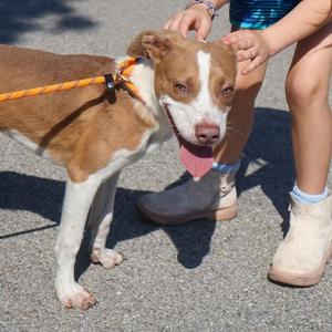 Coda, Pit Bull Terrier, puppy, available for adoption