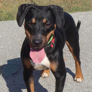 Grant, Hound, young, available for adoption