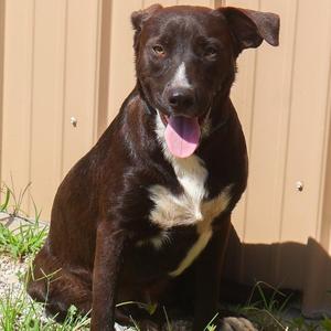A brown dog with a white chest sitting on grass in front of a wooden fence.