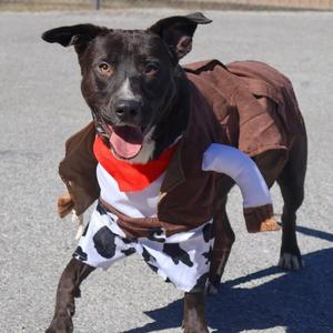 Jacoby, Black Labrador Retriever, young, available for adoption