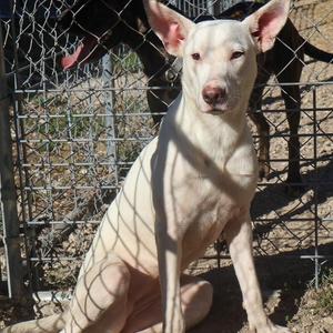 Miley, Shepherd, young, available for adoption