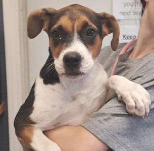 A close-up of a beagle puppy being held by a person. The puppy has a white chest, brown and black markings on its face, and floppy ears. It is looking directly at the camera with a curious expression.
