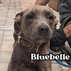 Bluebelle, Pit Bull Terrier, young, available for adoption