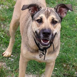 A tan and brown dog with floppy ears stands on green grass and looks forward with its mouth open and tongue slightly visible.