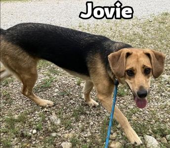 Jovie, Hound, young, available for adoption