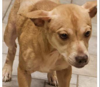 a light brown dog standing on a tiled floor