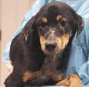 Christopher, Australian Cattle Dog / Blue Heeler, puppy, available for adoption