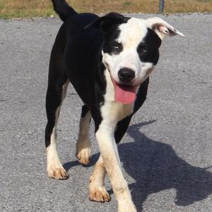 Ledger, Australian Shepherd, young, available for adoption