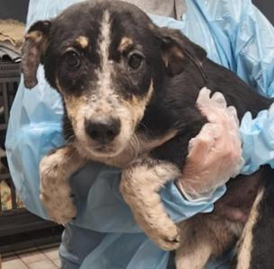 Boone, Australian Cattle Dog / Blue Heeler, puppy, available for adoption