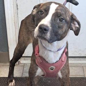 Ethel, Boxer, young, available for adoption