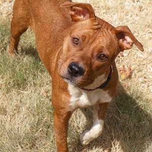 Honey, American Staffordshire Terrier, adult, available for adoption