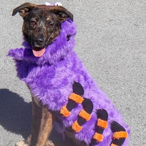 Lacy, Shepherd, puppy, available for adoption