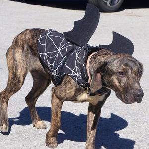 Bella, Mountain Cur, young, available for adoption