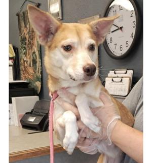 Dottie, Husky, adult, available for adoption