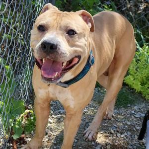 Hendrix, American Bulldog, adult, available for adoption