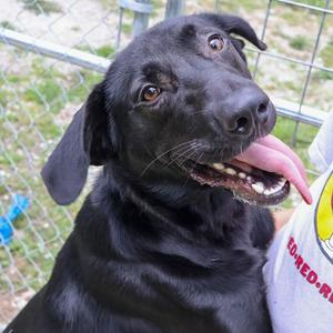Colter, Black Labrador Retriever, adult, available for adoption