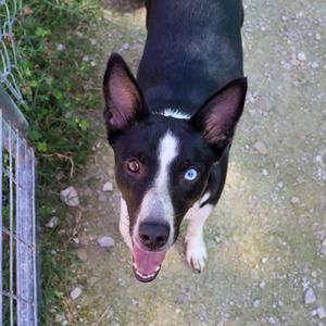 A black and white dog with blue eyes looking up at the camera.