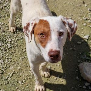 Kosher, Cattle Dog, young, available for adoption