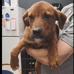 Ava, Hound, puppy, available for adoption