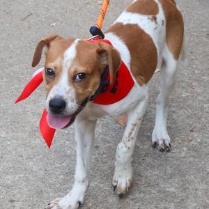 Benny, Cattle Dog, puppy, available for adoption