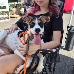 Cami, Hound, puppy, available for adoption