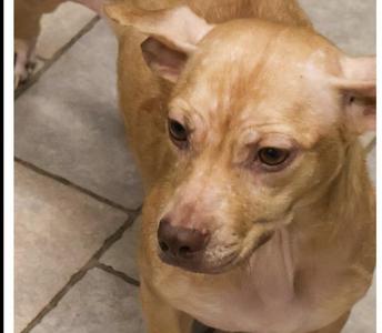 A close-up of a light brown dog with large ears and a black nose, standing on a tiled floor.
