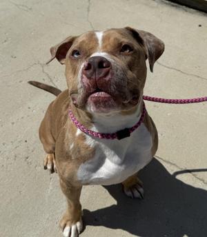 Krisp, Mixed Breed, young, available for adoption