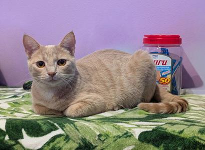 A light-colored cat lying on a green and white patterned blanket with a container of cat food in the background.