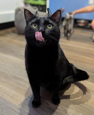 DARKNESS, young, available for adoption