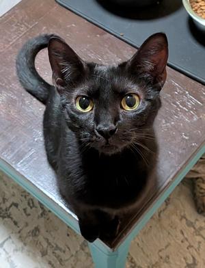 FLOW, young, available for adoption