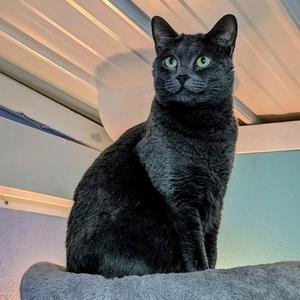 FREDA, adult, available for adoption