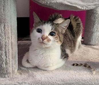 BRIDGET, young, available for adoption
