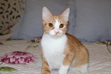 A ginger and white cat sitting on a floral bedspread with a pillow in the background.