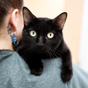 A black cat with bright green eyes is sitting on a person's shoulder, looking directly at the camera.