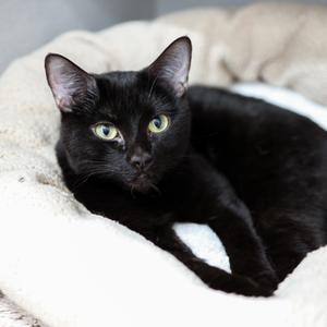 Betty, young, available for adoption
