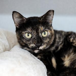 Wisteria, young, available for adoption